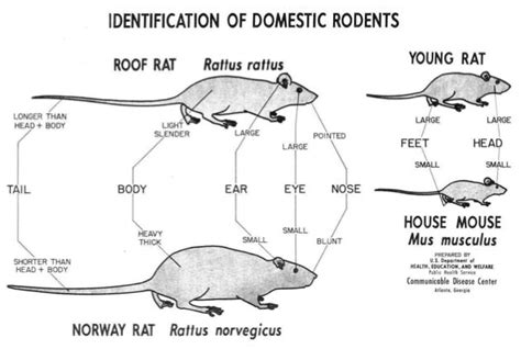 Difference Between Mice And Rats Empire Pest Control London