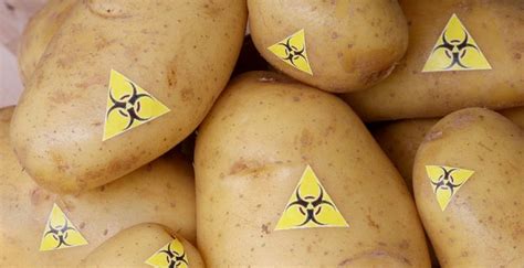 Gmo Potato Creator Now Fears Its Impact On Human Health Health