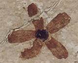 Photos of How Are Plants Fossilized