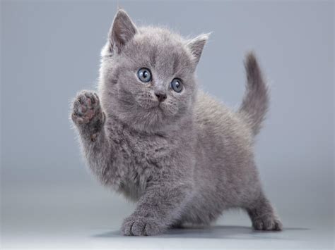 British Shorthair Kitten Feeding Guide