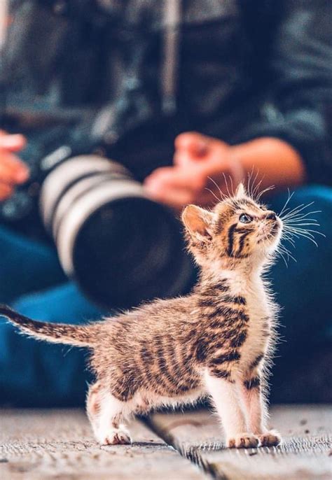 The 100 Cutest Animals Of All Time List Inspire Cats