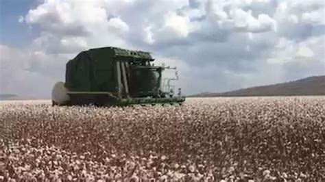 Cotton Makes A Comeback As Historic Harvest Begins In Was Ord