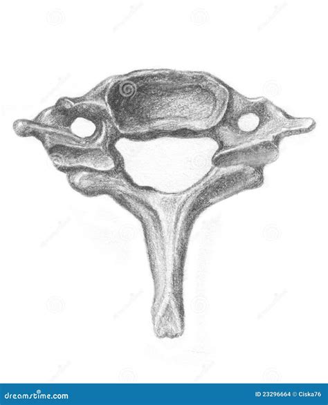 Human Anatomy Seventh Cervical Vertebra Stock Images Image 23296664