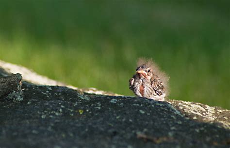 Carols View Of New England Baby Chipping Sparrows