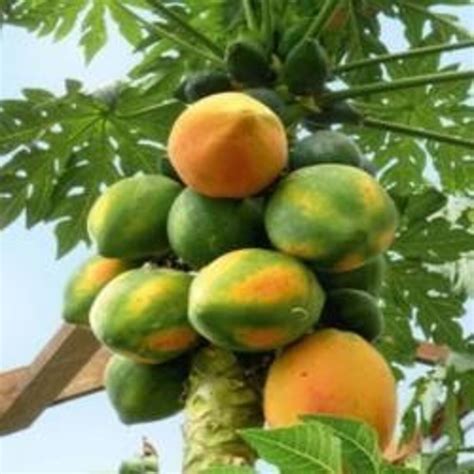 Dwarf Papaya Carica Papaya Papaya Fruit Tree Seeds Etsy