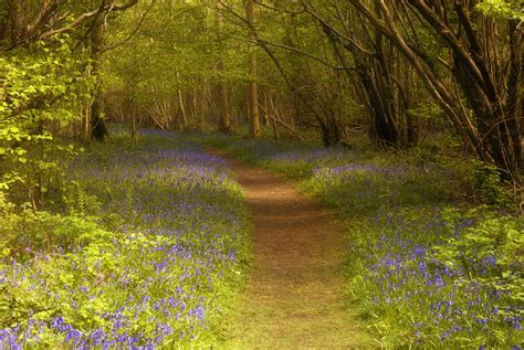 Bluebell Woods In Norfolk Where To Go For A Walk Edp Norfolk Magazine