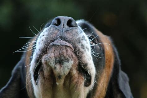 What Dog Breed Has The Best Sense Of Smell