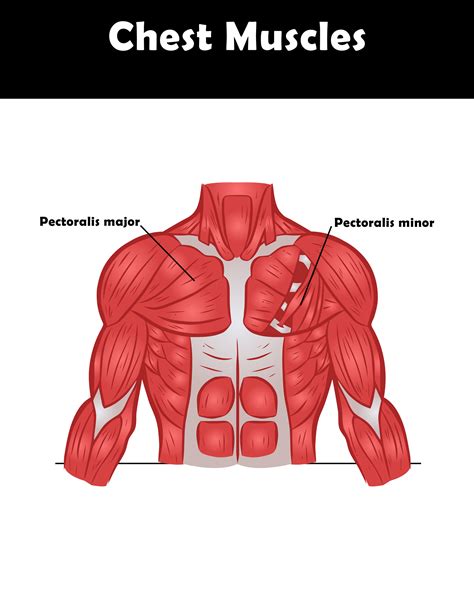 Chest Muscle Anatomy Diagram Frontal View Of Male Chest And Abdominal Hot Sex Picture