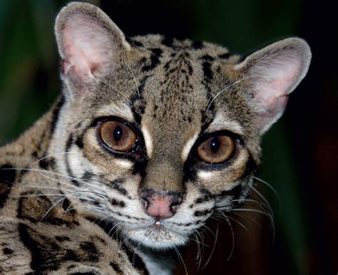 Ocelot Cats Perfectly Patterned To Blend Sunlight And Shadows