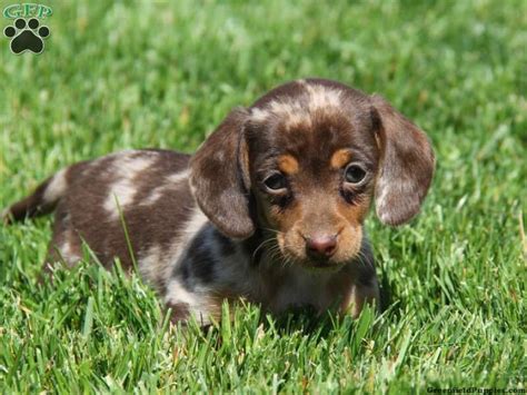 Find local dachshund puppies for sale and dogs for adoption near you. Red dapple dachshund puppy | Hot dog puppy, Dachshund puppies