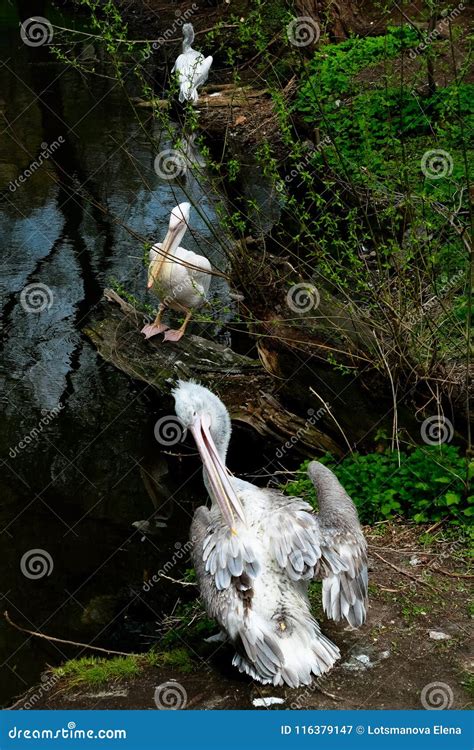 Pelican At The Moscow Zoo Stock Image Image Of America 116379147