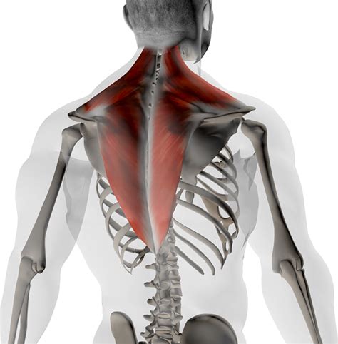 Anatomie Détaillée Des Muscles Du Dos