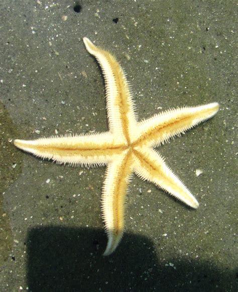 Starfish Tentacles By Draco183 On Deviantart