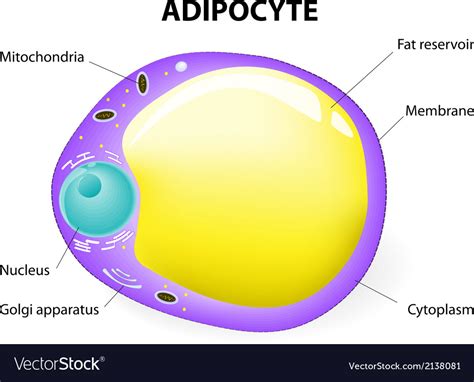 Fat Cell Royalty Free Vector Image Vectorstock