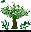 Vector illustration. Olive tree symbol, with detailed branch and fruits ...
