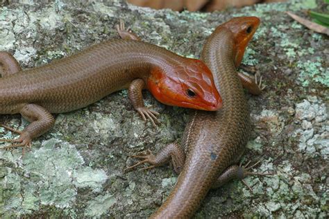 Broad Headed Skink Herps Of Overton Park · Inaturalist