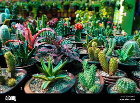 Collection Of Various Cactus And Succulent Plants In Different Pots A