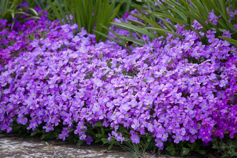 Purple Flowers Free Stock Photo Public Domain Pictures