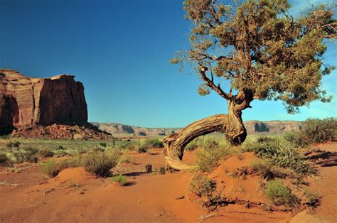 Juniperus Osteosperma Utah Juniper Southwest Desert Flora
