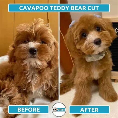 Cavapoo Haircuts Before And After Grooming Style Photos