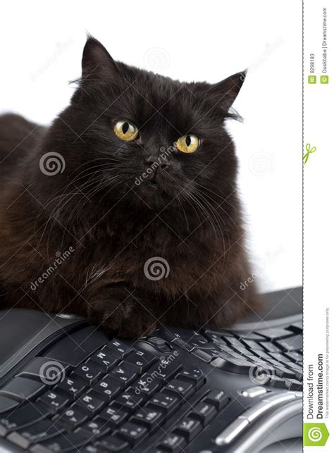 Cute Black Cat Over Keyboard Isolated Stock Image Image