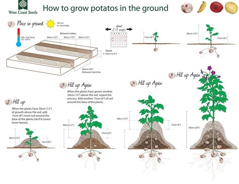 How To Grow Potatoes Rcoolguides