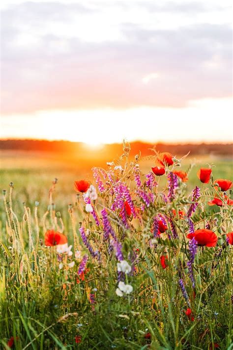 Sunset Over A Field Of Wild Flowers In The Summertime Free Image By