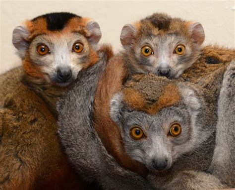 Crowned Lemur Duke Lemur Center