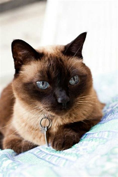 Seal Point Apple Head Siamese Cat Tap The Link For An Awesome