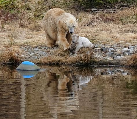 The Uks First Polar Bear Cub For 25 Years Polar Bear Cu Flickr
