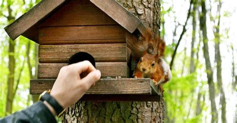 Auch früchte, pilze und insekten sind beliebt. Die 3 Besten Eichhörnchenhäuser (2021) im Test! - Garten ...