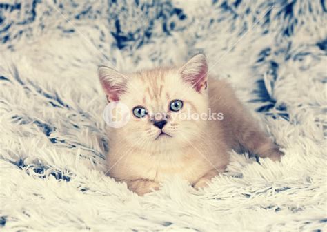 Little Kitten Lying On Fluffy Blanket Royalty Free Stock Image