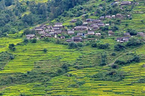 Villaggio Di Gurung Fra Le Risaie In Himalaya Nepal Fotografia Stock