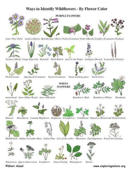 Pin By Tyler Braun On Plantae Flower Identification Wild Flowers