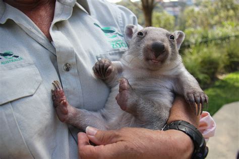 Zoos Keepers Dig Chloe The Orphan Wombat Baby Zoo Animals Zoo