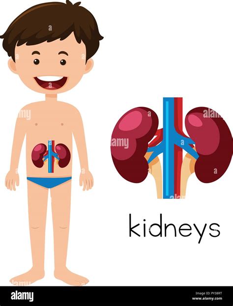 A Human Anatomy Of Kidneys Illustration Stock Vector Image And Art Alamy