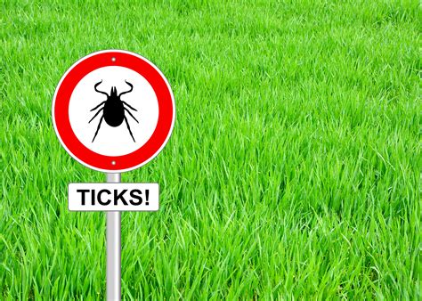 Ticks Can Cause An Allergy To Meat Good Times