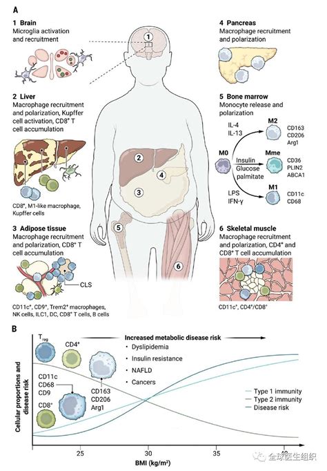 研究综述 肥胖与免疫系统和炎症反应关系密切 澎湃号·湃客 澎湃新闻 the paper