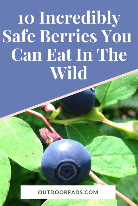 10 Safe Wild Berries You Can Eat In 2020 Berries Wild Berry Chokeberry