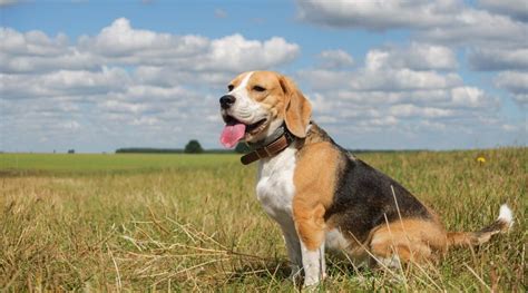 Beagle Golden Retriever Mix Information About The Beago Breed Dog