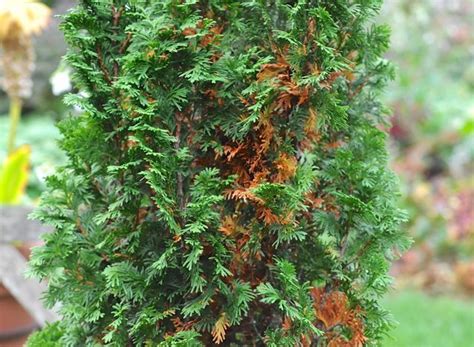 When Inner Conifer Needles Turn Yellow Or Brown Emerald Green
