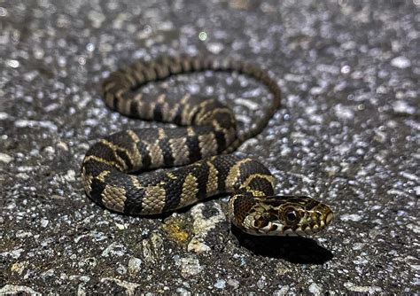 Midland Watersnake Florida Snake Id Guide