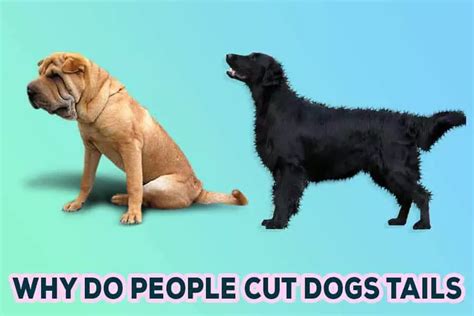 Why Do People Cut Dogs Tails The Surprising Reason Behind This Cruel