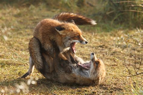 Red Fox Male And Female Fighting Over Territory Or Food Roeselien