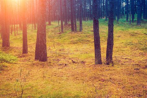86503 Pine Forest Sunset Stock Photos Free And Royalty Free Stock