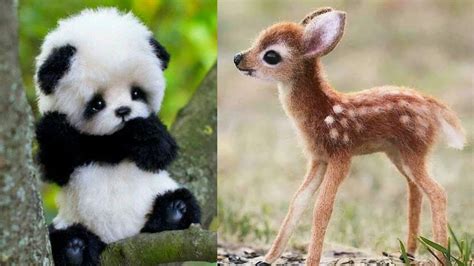 Aww Cute Baby Animals Videos Compilation Funny And Cute Moment Of The