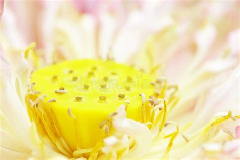 Yellow Lotus Pollen Stock Photo Image Of Beauty Macro 55278444