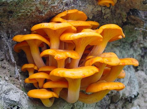 Jack Olantern Mushroom Omphalotus Olearius 01673 Flickr