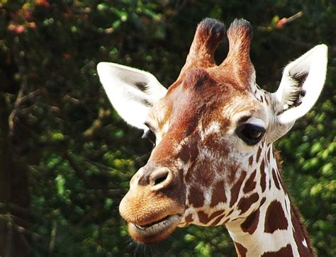 Giraffe Hoofd Gratis Foto Op Pixabay