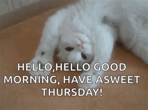 Have A Sweet Thursday Cat Gif Gifdb Com